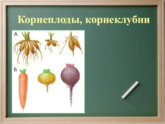 Корнеплоды, корнеклубни