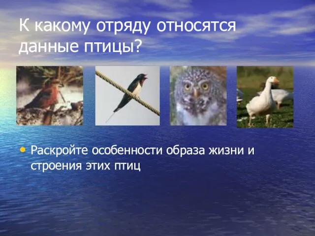 К какому отряду относятся данные птицы? Раскройте особенности образа жизни и строения этих птиц