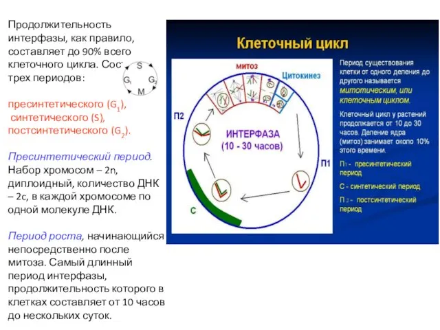 Продолжительность интерфазы, как правило, составляет до 90% всего клеточного цикла. Состоит из