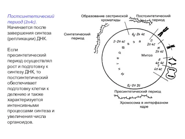 Постсинтетический период (2n4c). Начинается после завершения синтеза (репликации) ДНК. Если пресинтетический период