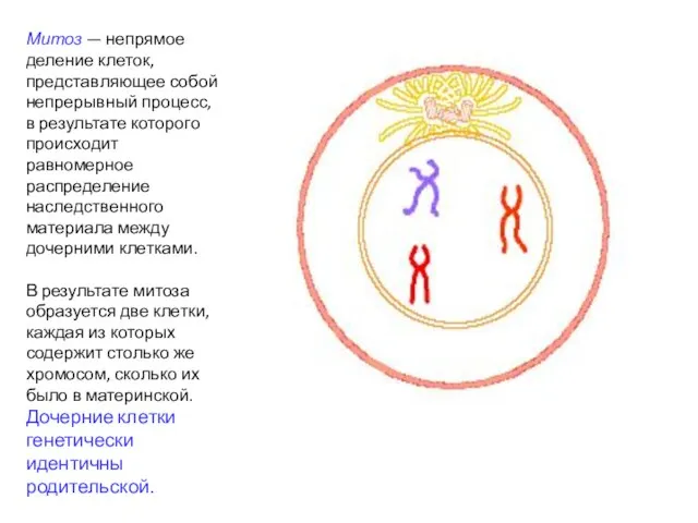 Митоз — непрямое деление клеток, представляющее собой непрерывный процесс, в результате которого