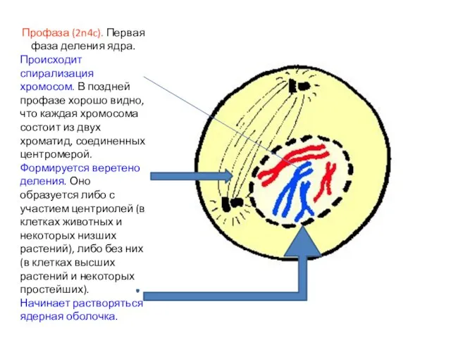 Профаза (2n4c). Первая фаза деления ядра. Происходит спирализация хромосом. В поздней профазе