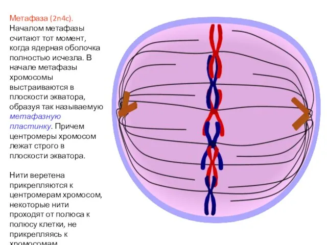 Метафаза (2n4c). Началом метафазы считают тот момент, когда ядерная оболочка полностью исчезла.