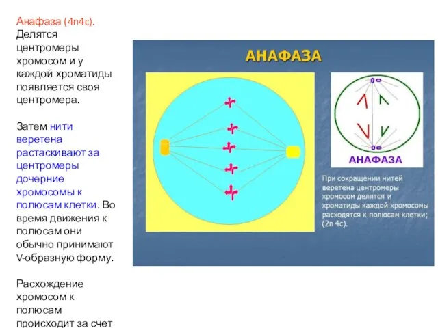 Анафаза (4n4c). Делятся центромеры хромосом и у каждой хроматиды появляется своя центромера.