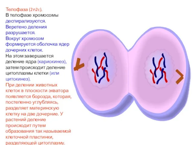 Телофаза (2n2c). В телофазе хромосомы деспирализуются. Веретено деления разрушается. Вокруг хромосом формируется