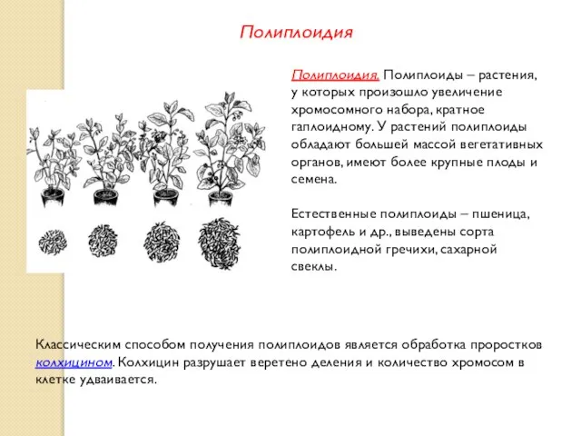 Полиплоидия. Полиплоиды – растения, у которых произошло увеличение хромосомного набора, кратное гаплоидному.