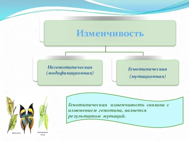 Генотипическая изменчивость связана с изменением генотипа, является результатом мутаций.