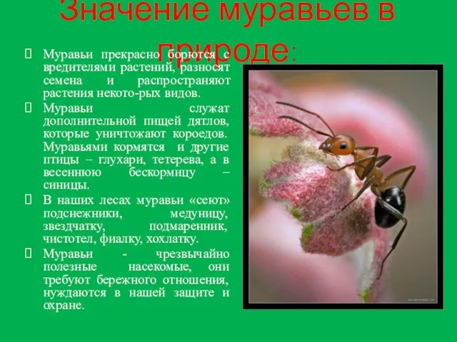 Значение муравьев в природе: Муравьи прекрасно борются с вредителями растений, разносят семена