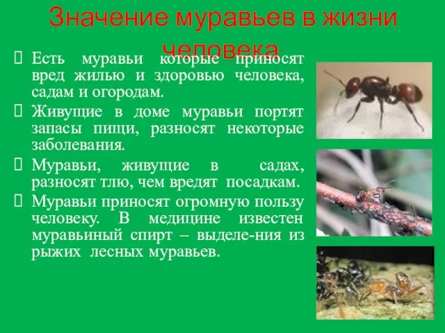 Значение муравьев в жизни человека: Есть муравьи которые приносят вред жилью и