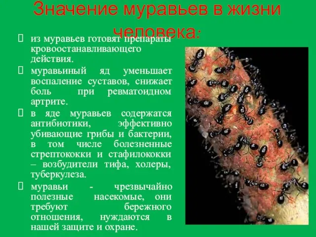 Значение муравьев в жизни человека: из муравьев готовят препараты кровоостанавливающего действия. муравьиный