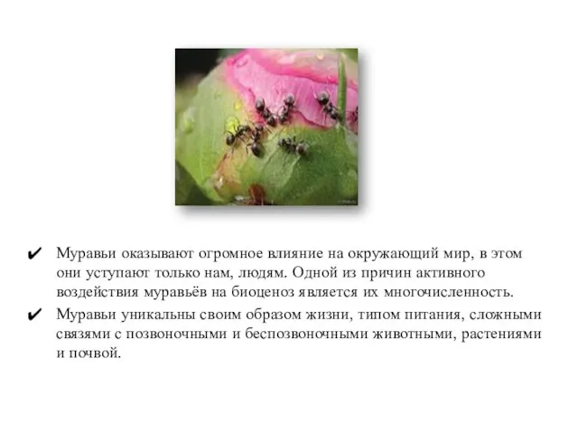 Муравьи оказывают огромное влияние на окружающий мир, в этом они уступают только