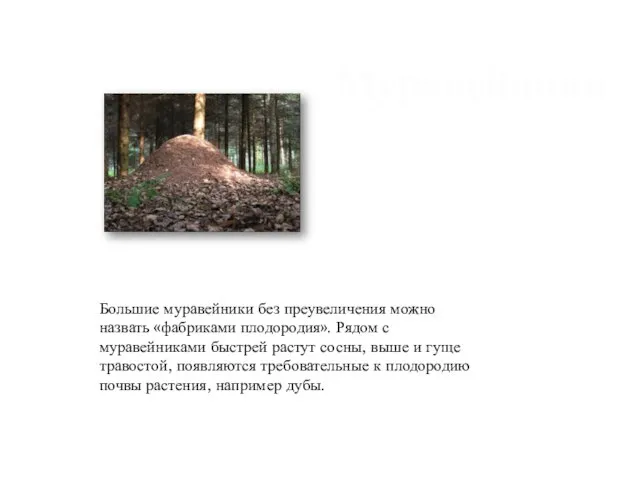 Большие муравейники без преувеличения можно назвать «фабриками плодородия». Рядом с муравейниками быстрей