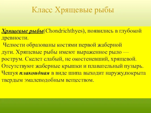 Класс Хрящевые рыбы Хрящевые рыбы(Chondrichthyes), появились в глубокой древности. Челюсти образованы костями