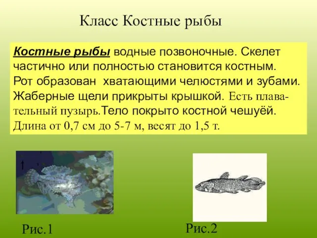Класс Костные рыбы Костные рыбы водные позвоночные. Скелет частично или полностью становится