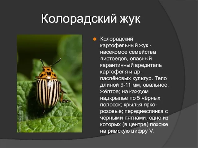 Колорадский жук Колорадский картофельный жук - насекомое семейства листоедов, опасный карантинный вредитель
