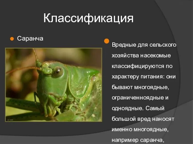 Классификация Саранча Вредные для сельского хозяйства насекомые классифицируются по характеру питания: они