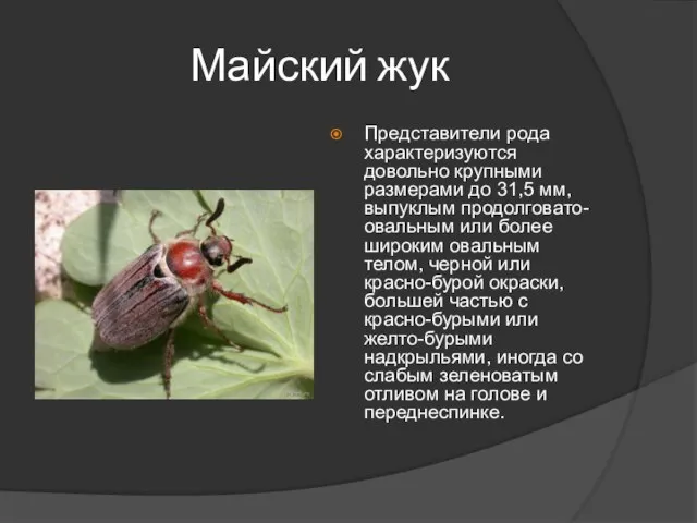 Майский жук Представители рода характеризуются довольно крупными размерами до 31,5 мм, выпуклым