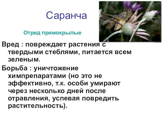 Саранча Вред : повреждает растения с твердыми стеблями, питается всем зеленым. Борьба