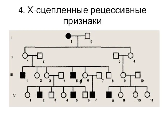 4. Х-сцепленные рецессивные признаки