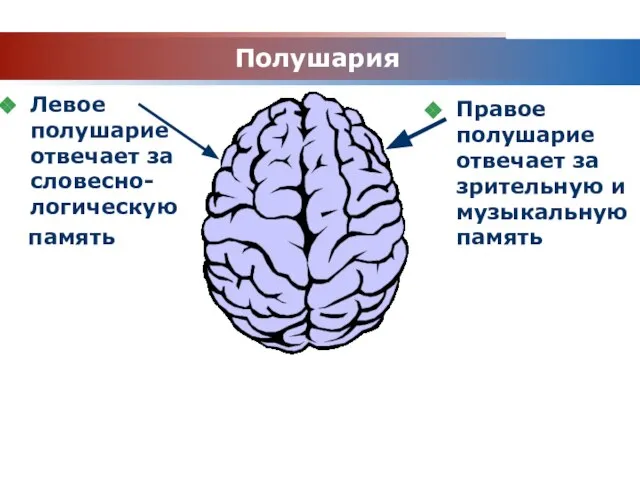 www.themegallery.com Company Logo Полушария Левое полушарие отвечает за словесно-логическую память Правое полушарие