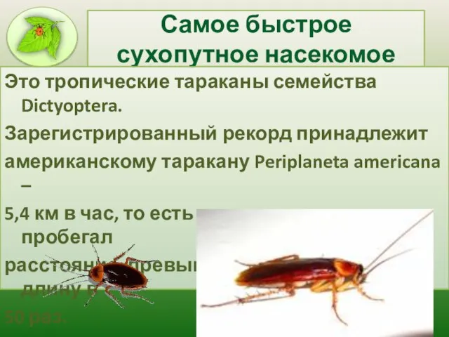 Самое быстрое сухопутное насекомое Это тропические тараканы семейства Dictyoptera. Зарегистрированный рекорд принадлежит