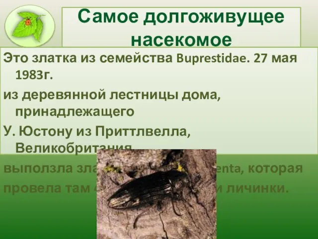 Самое долгоживущее насекомое Это златка из семейства Buprestidae. 27 мая 1983г. из