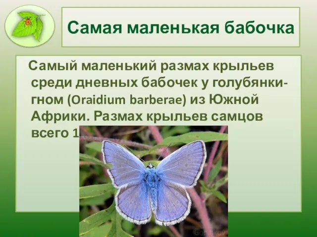 Самая маленькая бабочка Самый маленький размах крыльев среди дневных бабочек у голубянки-гном