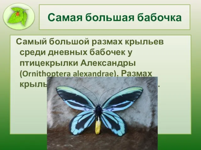 Самая большая бабочка Самый большой размах крыльев среди дневных бабочек у птицекрылки