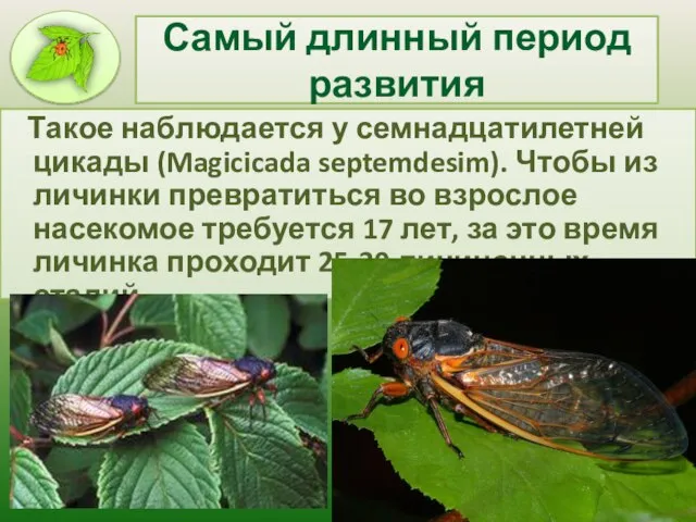 Самый длинный период развития Такое наблюдается у семнадцатилетней цикады (Magicicada septemdesim). Чтобы