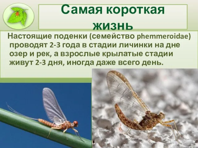 Самая короткая жизнь Настоящие поденки (семейство phemmeroidae) проводят 2-3 года в стадии