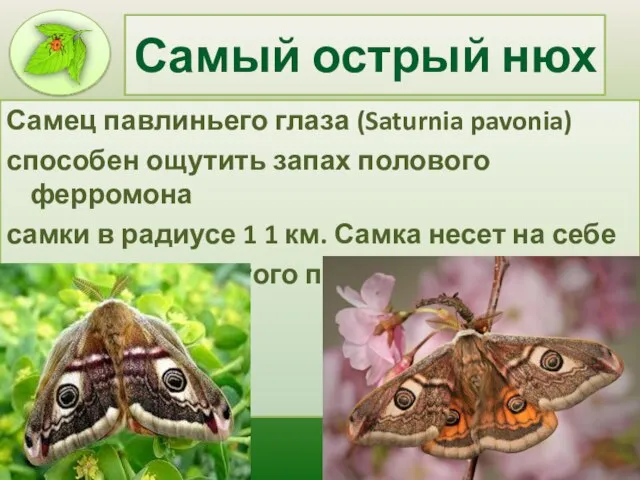 Самый острый нюх Самец павлиньего глаза (Saturnia pavonia) способен ощутить запах полового