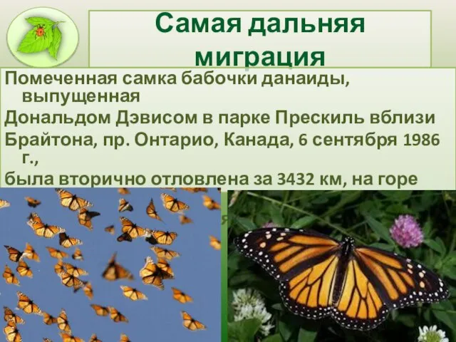 Самая дальняя миграция Помеченная самка бабочки данаиды, выпущенная Дональдом Дэвисом в парке
