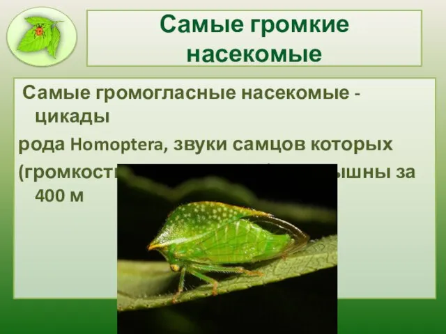 Самые громкие насекомые Самые громогласные насекомые - цикады рода Homoptera, звуки самцов