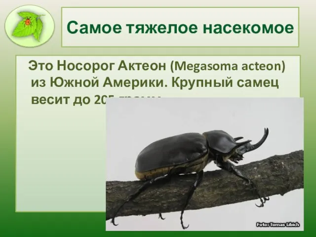 Самое тяжелое насекомое Это Носорог Актеон (Megasoma acteon) из Южной Америки. Крупный