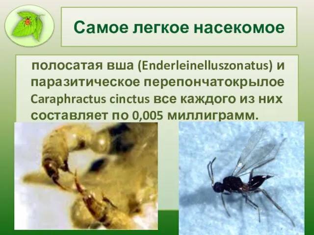 Самое легкое насекомое полосатая вша (Enderleinelluszonatus) и паразитическое перепончатокрылое Caraphractus cinctus все