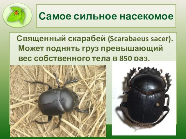 Самое сильное насекомое Священный скарабей (Scarabaeus sacer). Может поднять груз превышающий вес