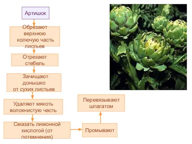 Артишок Удаляют мякоть волокнистую часть Зачищают донышко от сухих листьев Отрезают стебель