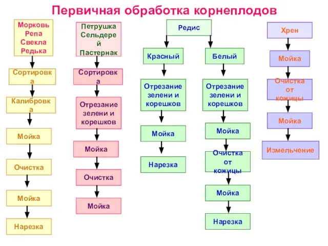 Первичная обработка корнеплодов Морковь Репа Свекла Редька Сортировка Калибровка Мойка Очистка Мойка