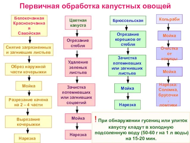 Первичная обработка капустных овощей Белокочанная Краснокочанная Савойская Снятие загрязненных и загнивших листьев