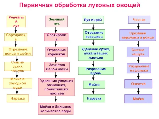 Первичная обработка луковых овощей Репчатый лук Сортировка Отрезание донца и шейки Мойка