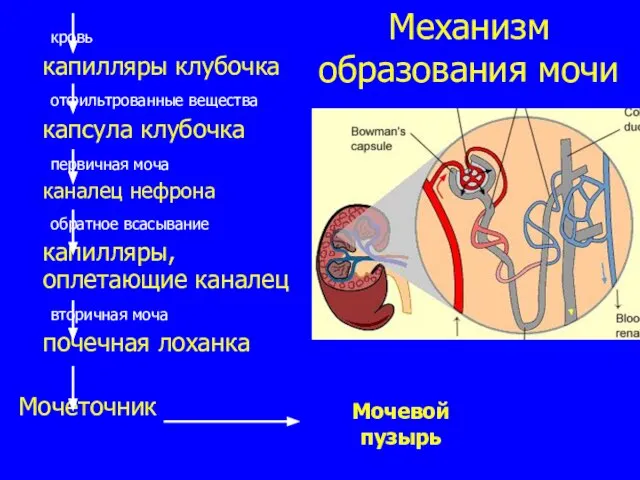 Механизм образования мочи кровь капилляры клубочка отфильтрованные вещества капсула клубочка первичная моча