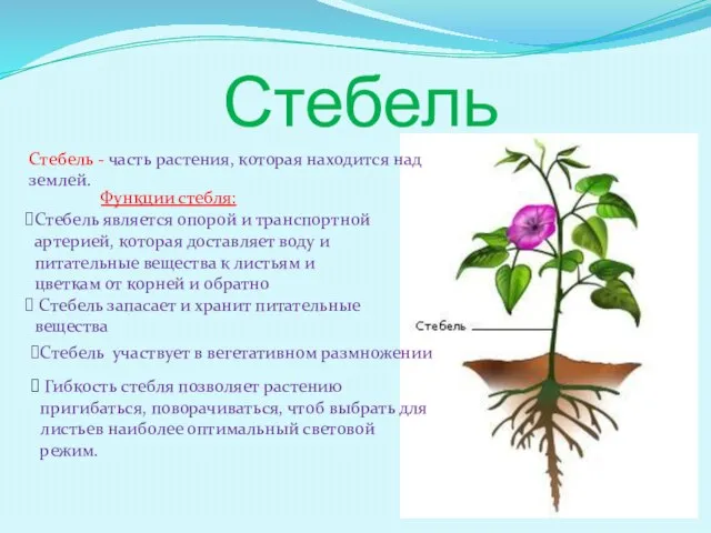 Стебель Стебель - часть растения, которая находится над землей. Стебель является опорой