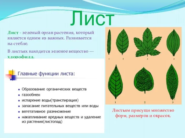 Лист Лист - зеленый орган растения, который является одним из важных. Развивается