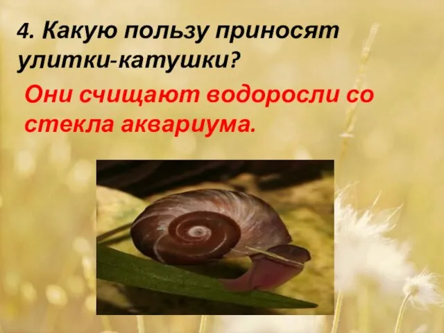 4. Какую пользу приносят улитки-катушки? Они счищают водоросли со стекла аквариума.