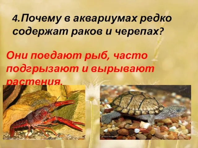 4.Почему в аквариумах редко содержат раков и черепах? Они поедают рыб, часто подгрызают и вырывают растения.