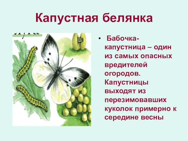 Капустная белянка Бабочка-капустница – один из самых опасных вредителей огородов. Капустницы выходят