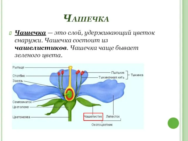 Чашечка Чашечка — это слой, удерживающий цветок снаружи. Чашечка состоит из чашелистиков.