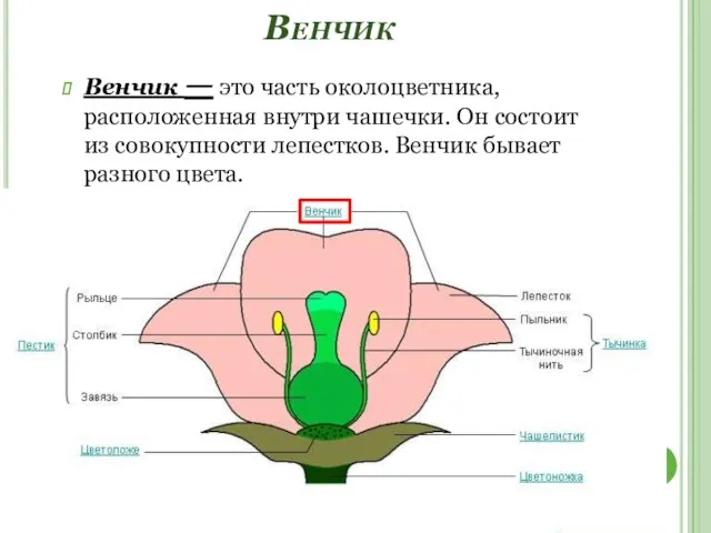 Венчик Венчик — это часть околоцветника, расположенная внутри чашечки. Он состоит из