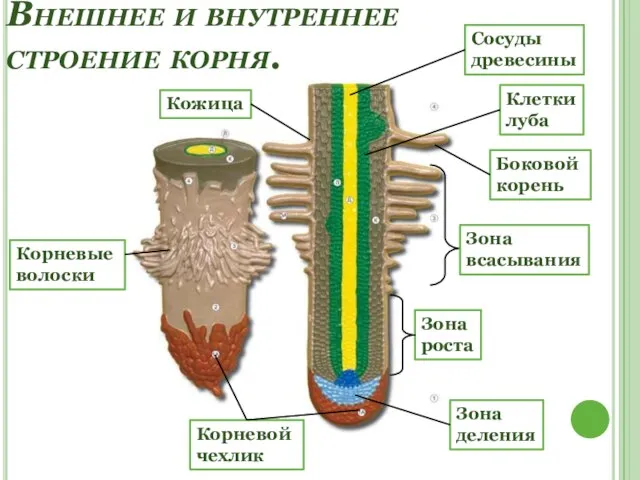 Внешнее и внутреннее строение корня. Корневой чехлик Боковой корень Зона роста Зона