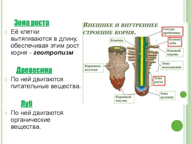 Зона роста Её клетки вытягиваются в длину, обеспечивая этим рост корня -